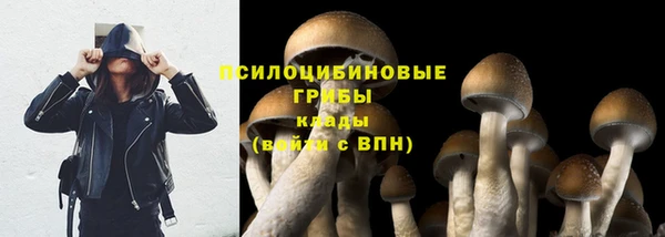 ГАЛЛЮЦИНОГЕННЫЕ ГРИБЫ Инта